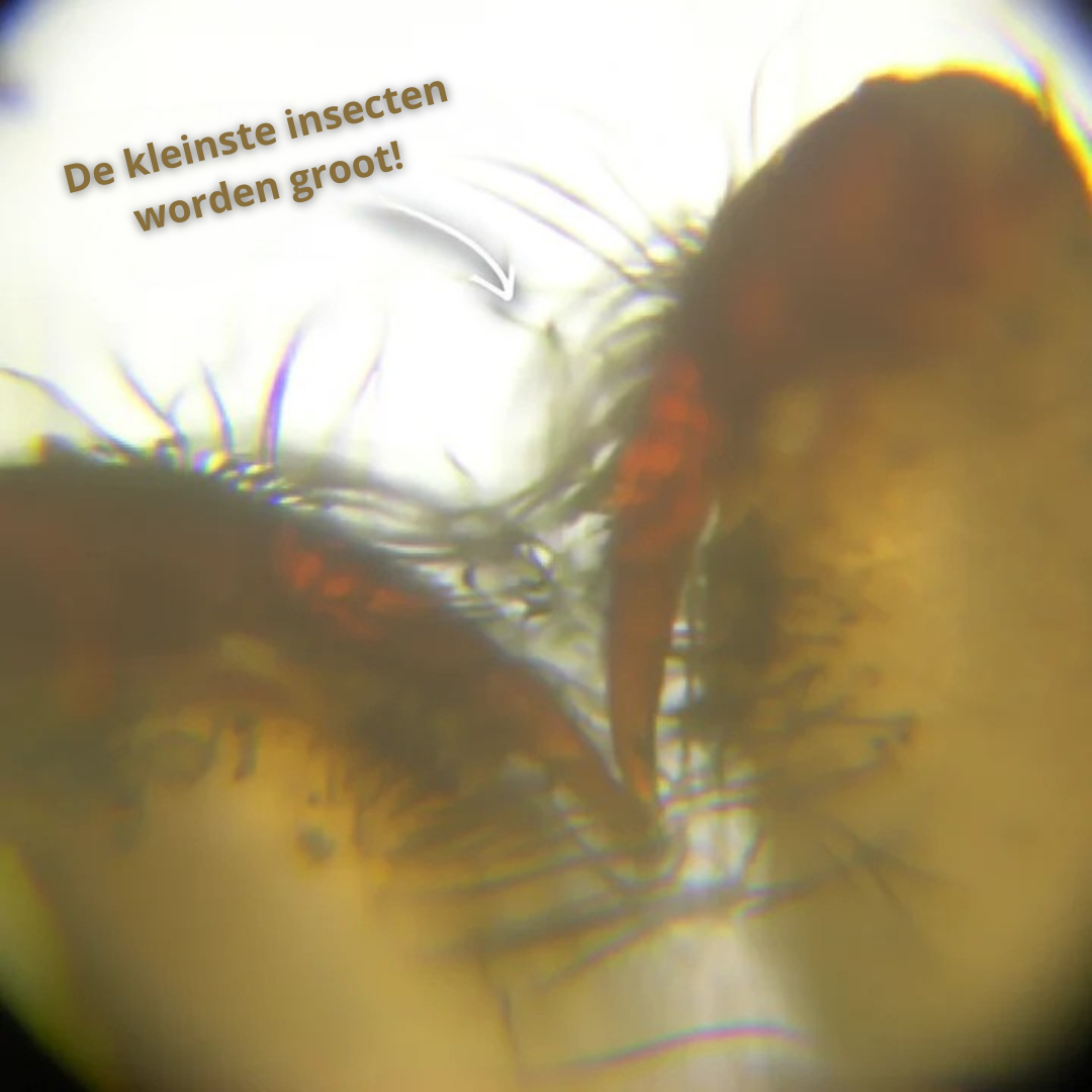 DigiScope — Digitale Mini Microscoop