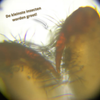 DigiScope — Digitale Mini Microscoop